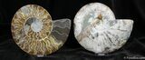 Huge Inch Split Ammonite Pair #1294-1